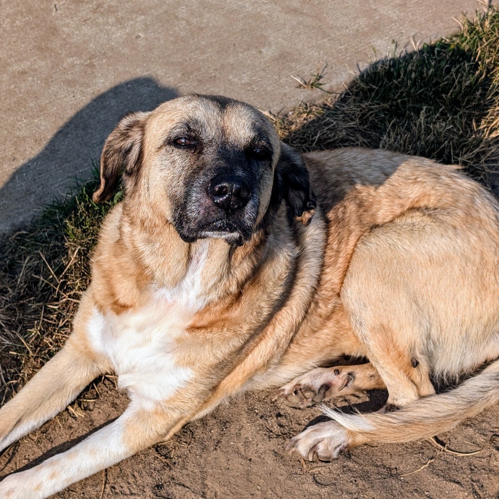 Sadie