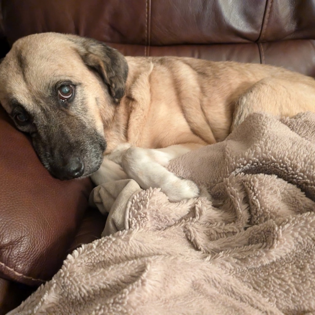 Sadie