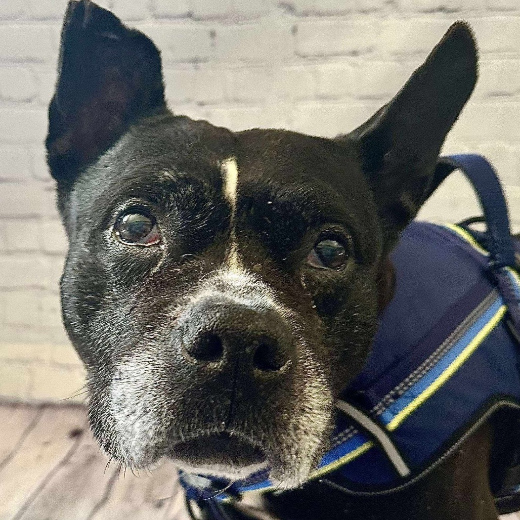 Leonard, an adoptable American Staffordshire Terrier, French Bulldog in Brainerd, MN, 56401 | Photo Image 1