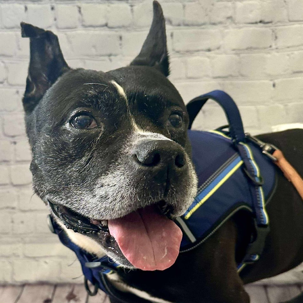 Leonard, an adoptable American Staffordshire Terrier, French Bulldog in Brainerd, MN, 56401 | Photo Image 2