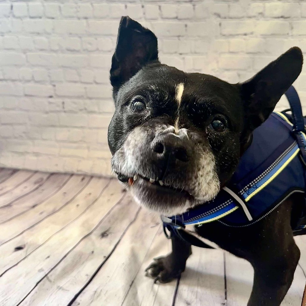 Leonard, an adoptable American Staffordshire Terrier, French Bulldog in Brainerd, MN, 56401 | Photo Image 3