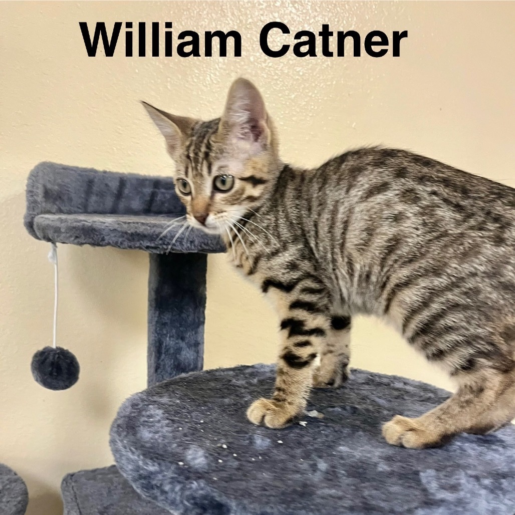 William Catner