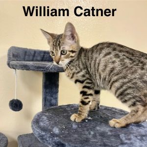 William Catner, Baby Male unknown