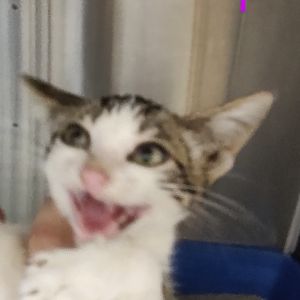 Pawla Dean, Baby Female Domestic Short Hair