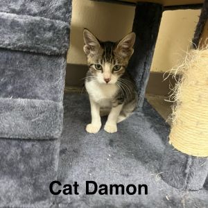 Cat Damon, Baby Male unknown
