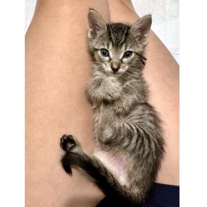 Jump Rope 13, Baby Male Domestic Short Hair