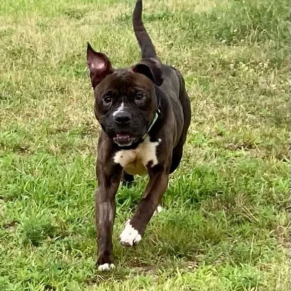 Ronnie