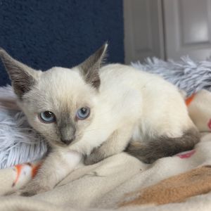 Faith, Baby Female Siamese