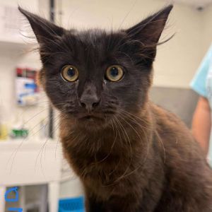 Ozzy Oscat, Baby Male Domestic Long Hair