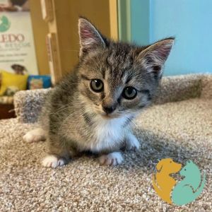 Porsche, Baby Female Domestic Short Hair