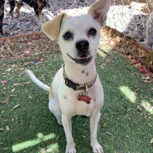 Frida/Courtesy post Jack Russell Terrier Dog