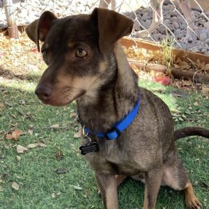Choco was a Found dog back in August 2024 The person who found him was unable to keep him so