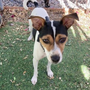 Raine/Courtesy Post Jack Russell Terrier Dog