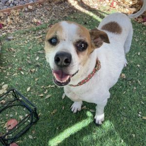 Trudy was posted on NextDoor as needing a new home for some reason or another A nice young woman ad
