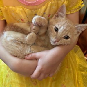 Cheese, Baby Male Domestic Short Hair