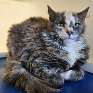 Layla, Adult Female Domestic Short Hair