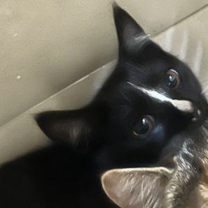 68132, Baby Female Domestic Short Hair