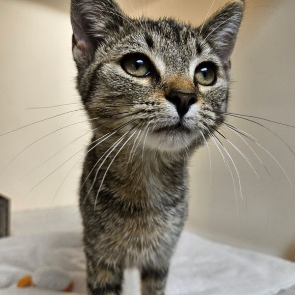Mrs. Whiskers thumbnail 3