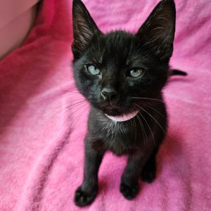 Willie Nelson, Baby Male Domestic Short Hair