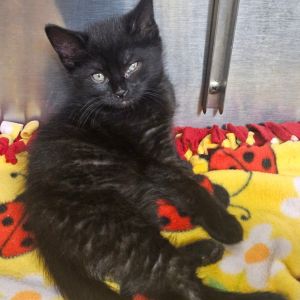 Q Pounder, Baby Female Domestic Medium Hair