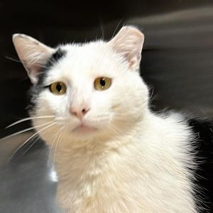 Pablo, Senior Male unknown