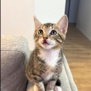 Igris, Baby Male Domestic Short Hair