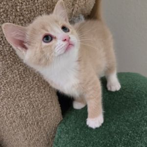 Orange, Baby Male Domestic Short Hair