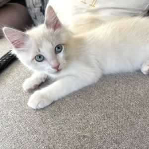 Igor, Baby Male Domestic Medium Hair