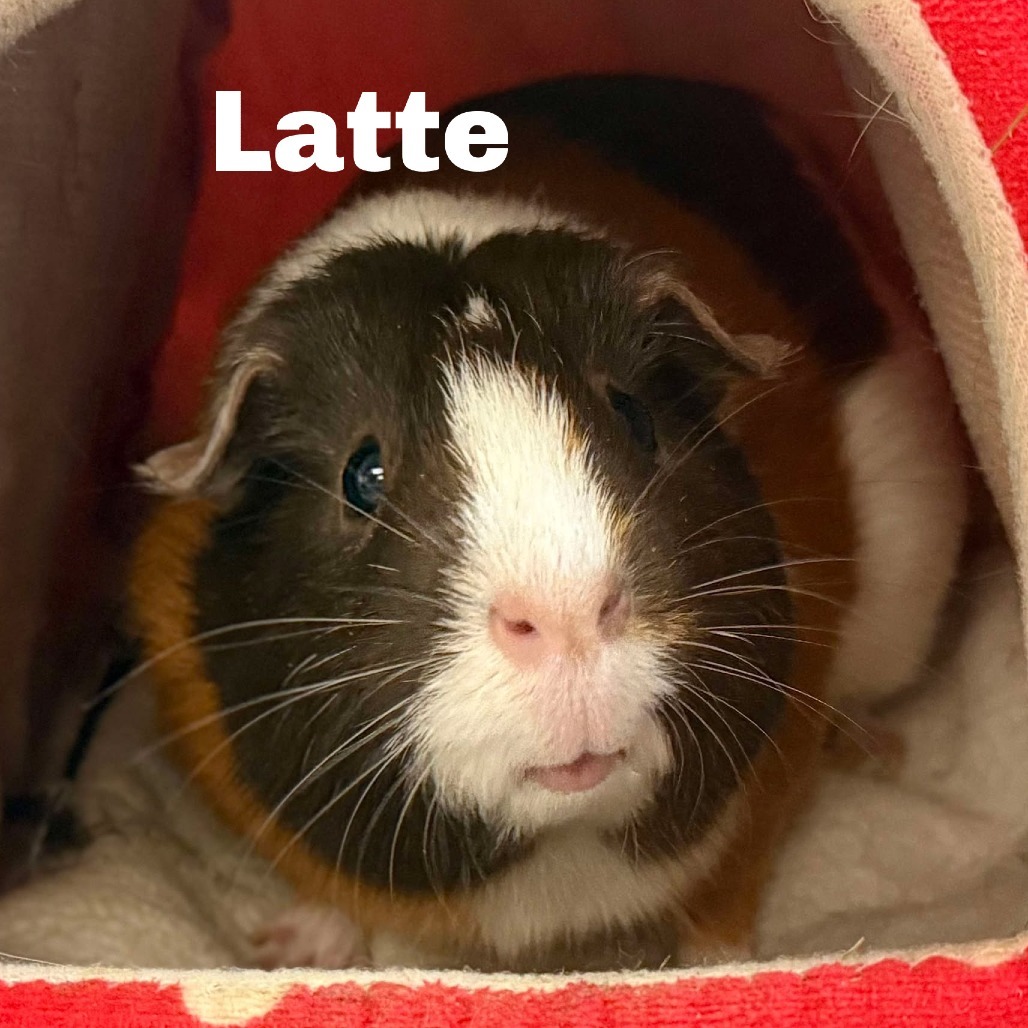 Latte 250562