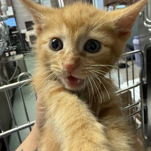 Mosscap, Baby Male Domestic Short Hair