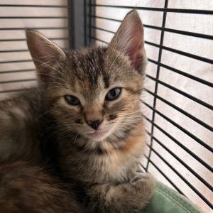 Artillery, Baby Female Domestic Short Hair