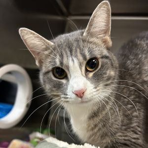 Eevee, Young Female Domestic Short Hair