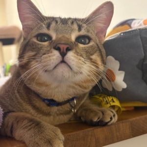 Johnny Rose-AC Domestic Short Hair Cat