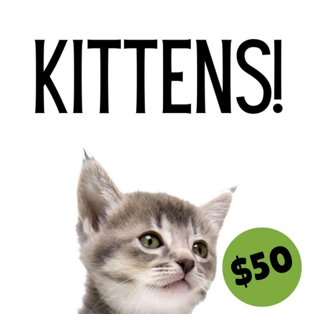 Kittens
