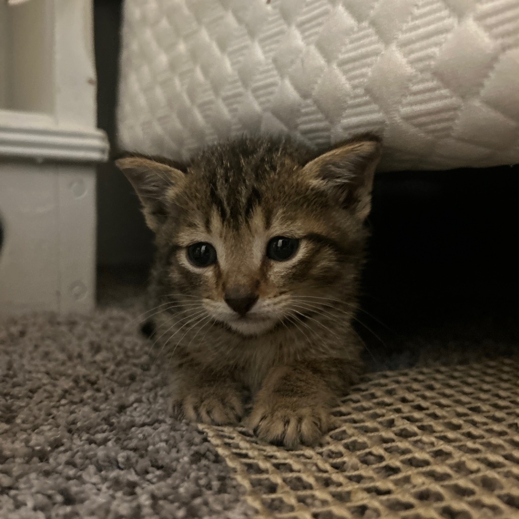 Rocky Raccoon, an adoptable Domestic Short Hair in Ashland, OR, 97520 | Photo Image 1