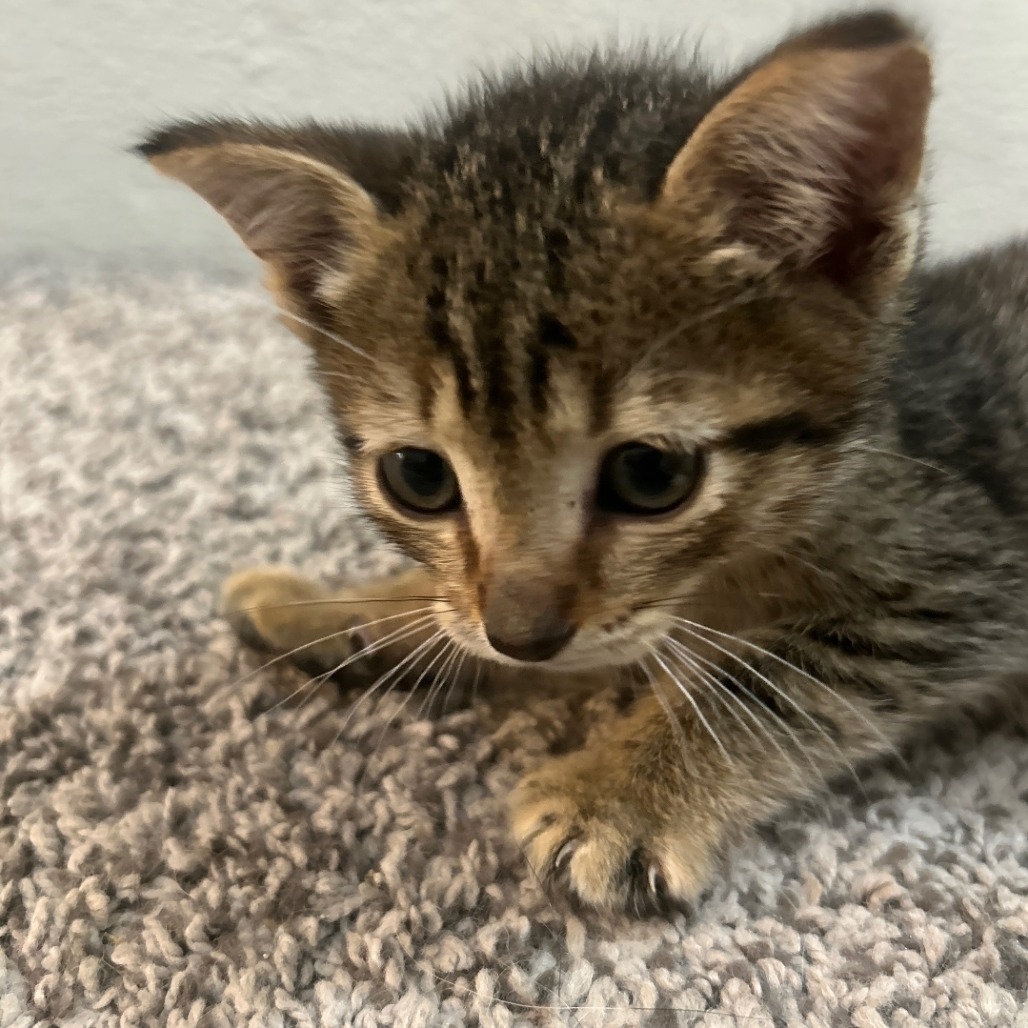 Rocky Raccoon, an adoptable Domestic Short Hair in Ashland, OR, 97520 | Photo Image 3