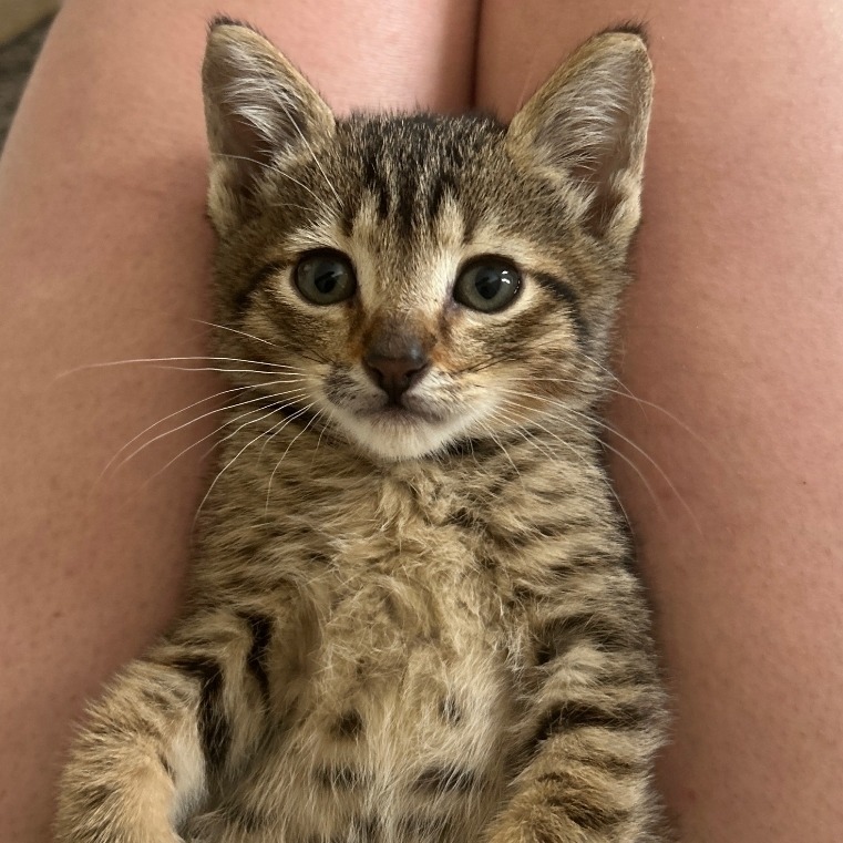 Rocky Raccoon, an adoptable Domestic Short Hair in Ashland, OR, 97520 | Photo Image 4