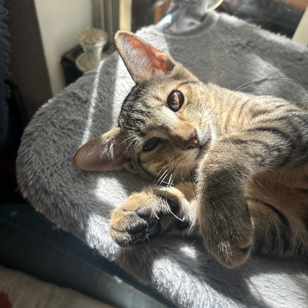 Rocky Raccoon, an adoptable Domestic Short Hair in Ashland, OR, 97520 | Photo Image 5