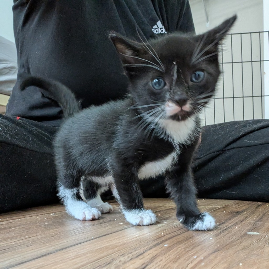 Mia, an adoptable Domestic Short Hair in Ashland, OR, 97520 | Photo Image 1