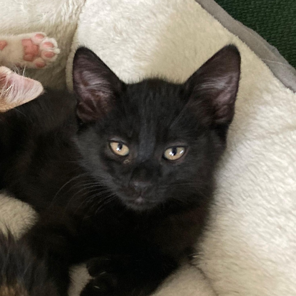 Plato, an adoptable Domestic Medium Hair, Extra-Toes Cat / Hemingway Polydactyl in Ashland, OR, 97520 | Photo Image 1