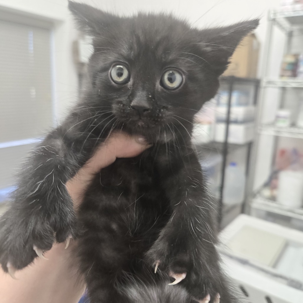 Plato, an adoptable Domestic Medium Hair, Extra-Toes Cat / Hemingway Polydactyl in Ashland, OR, 97520 | Photo Image 2