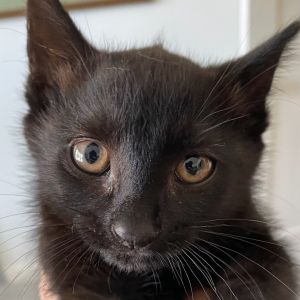 Amber, Baby Female Domestic Short Hair
