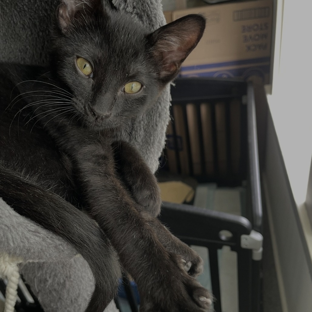 Amber, an adoptable Domestic Short Hair in Ashland, OR, 97520 | Photo Image 1