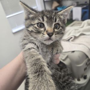 Bobby, Baby Male Domestic Short Hair