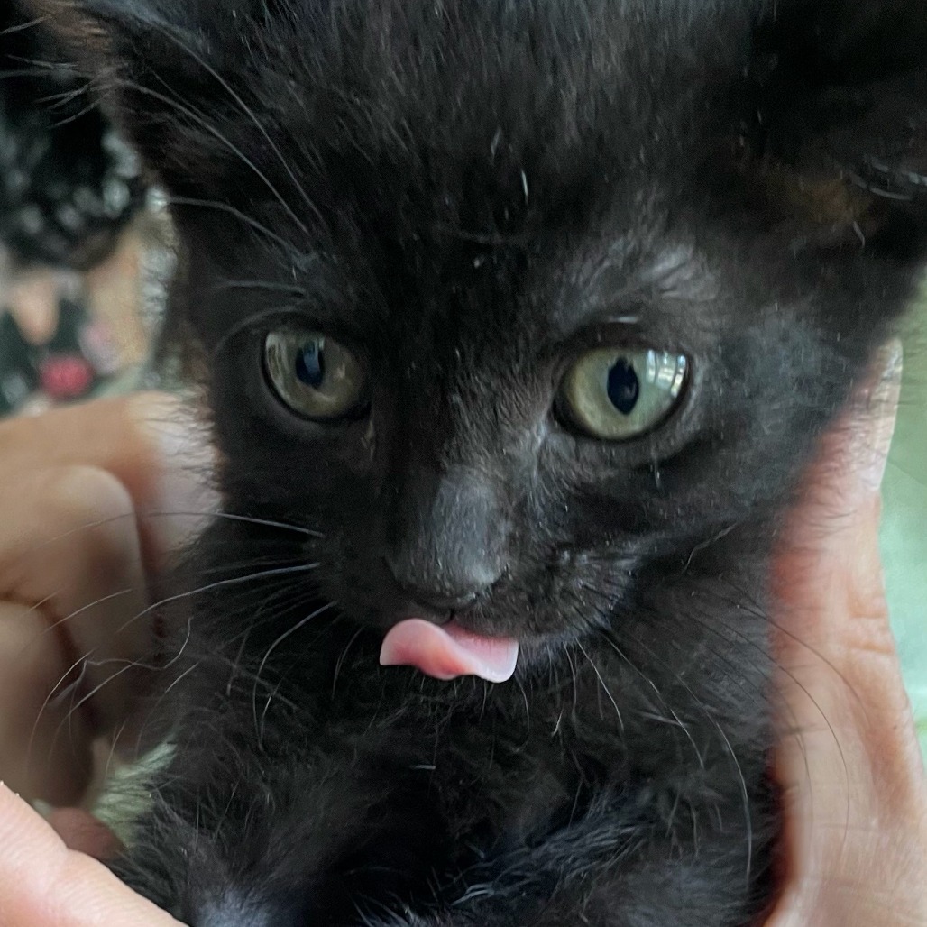Mr. Beans, an adoptable Domestic Short Hair in Ashland, OR, 97520 | Photo Image 2