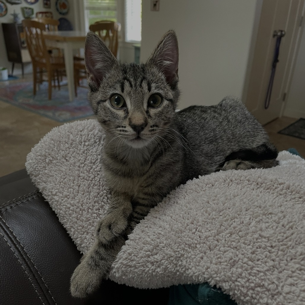Goose, an adoptable Domestic Short Hair in Ashland, OR, 97520 | Photo Image 1