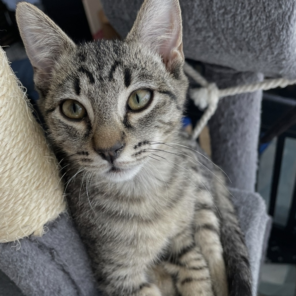 Maverick, an adoptable Domestic Short Hair in Ashland, OR, 97520 | Photo Image 1