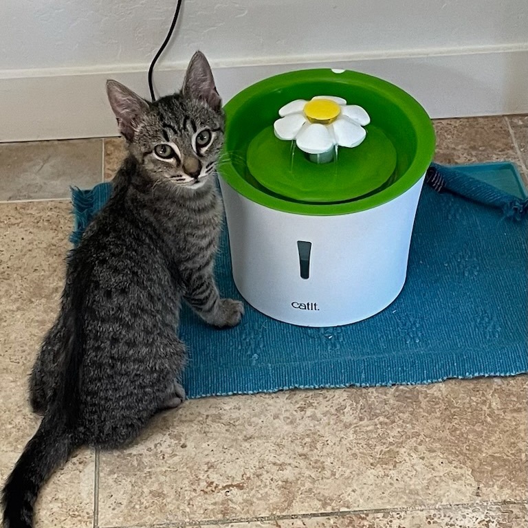 Maverick, an adoptable Domestic Short Hair in Ashland, OR, 97520 | Photo Image 2