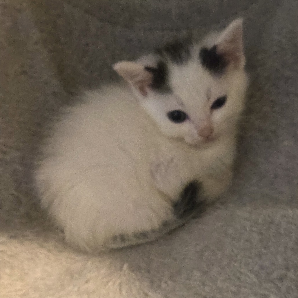 Jade (June&#39;s Babies)