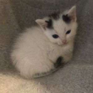 Jade (June&#39;s Babies), Baby Female Domestic Short Hair
